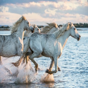 صورة لعدد من أحصنة الكاماراج